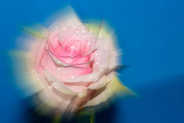 Primer Plano Hermosa Flor Rosa Sobre Fondo Azul — Foto de Stock