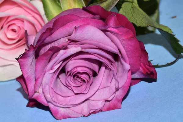 Krásné Barevné Růže Ležící Modrém Pozadí — Stock fotografie