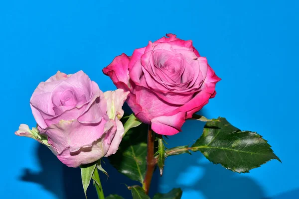 Close View Beautiful Roses Flowers Blue Background — Stockfoto