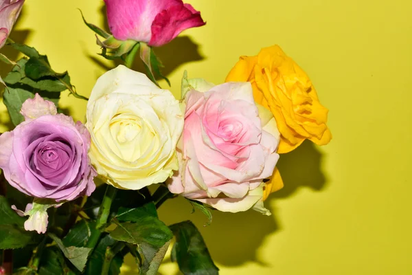 Sarı arka planda güzel renkli güller