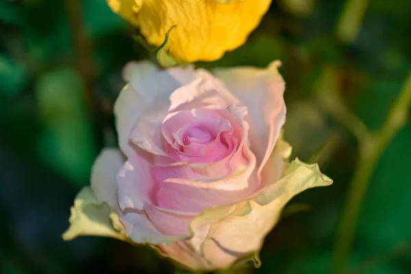 Zbliżenie Strzał Piękne Kolorowe Kwiaty Róż Rozmyte Tło — Zdjęcie stockowe