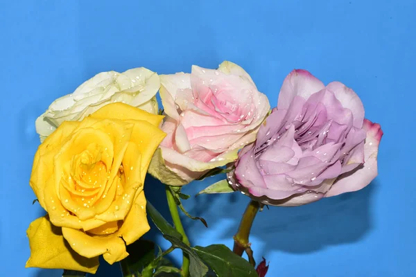 Mavi Arka Planda Güzel Gül Çiçeklerinin Yakın Plan Çekimi — Stok fotoğraf