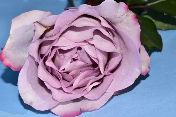 Hermosa Rosa Colores Acostado Sobre Fondo Azul — Foto de Stock