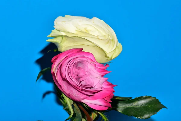 Primer Plano Tiro Deformado Hermosas Flores Rosas Sobre Fondo Azul — Foto de Stock