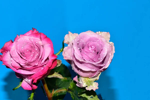Mavi arka planda su damlaları olan güzel güller