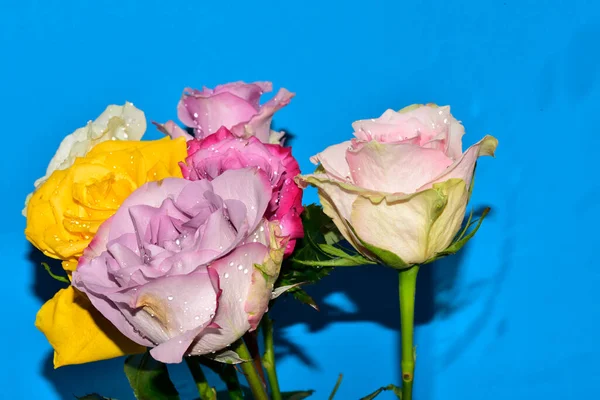 Mavi arka planda güzel renkli güller