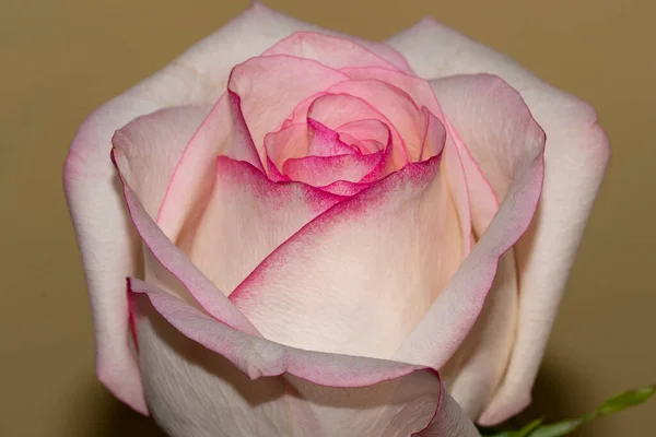 Hermosa Rosa Individual Vista Cerca Concepto Verano — Foto de Stock