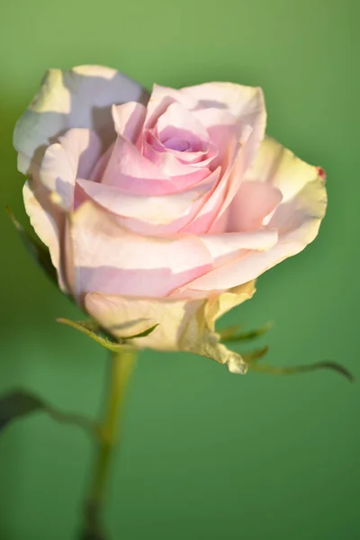 Красивая Одиночная Роза Крупный План Летняя Концепция — стоковое фото