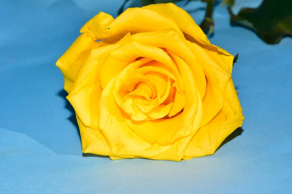Beautiful Colorful Rose Lying Blue Background — Stock Photo, Image