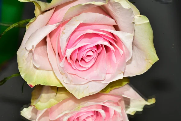 Nahaufnahme Schöner Rosenblüten Auf Verschwommenem Hintergrund — Stockfoto