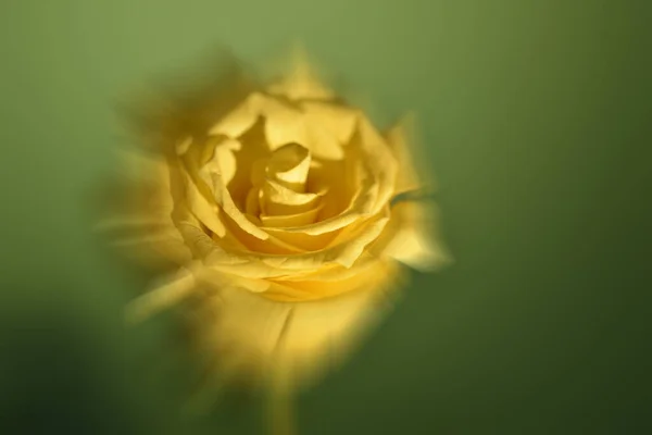 Close Shot Beautiful Rose Flower Blurred Background — стоковое фото