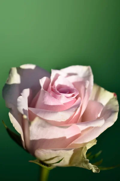 Красивая Одиночная Роза Крупный План Летняя Концепция — стоковое фото