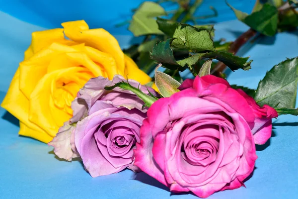 Mavi arka planda uzanan güzel renkli güller.