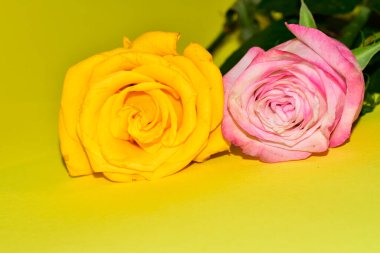 Sarı arka plandaki güzel güllerin manzarasını kapat.