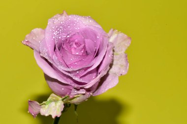 Açık yeşil arka planda güzel pembe gül çiçeğinin yakın plan çekimi