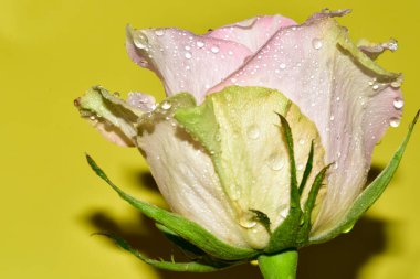 Sarı arkaplandaki güzel gül çiçeğinin yakın görüntüsü