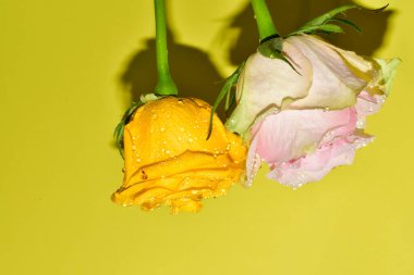 Sarı arka plandaki güzel güllerin manzarasını kapat.