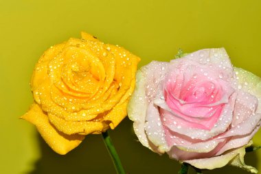 Sarı arka plandaki güzel güllerin manzarasını kapat.