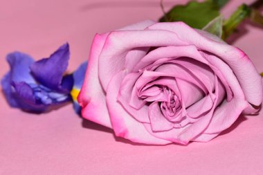 Pembe arka planda harika bir gül ve mor göz.