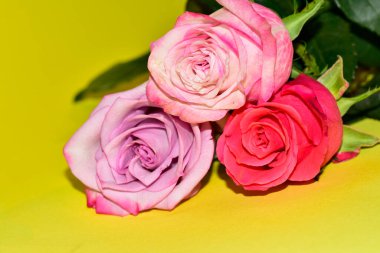 Sarı arka plandaki güzel güllerin manzarasını kapat.