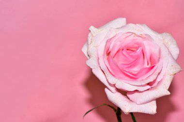 Pembe arka plandaki güzel gül çiçeğinin yakın görüntüsü