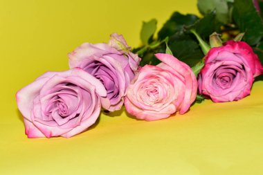 Sarı arka plandaki güzel güllerin manzarasını kapat.