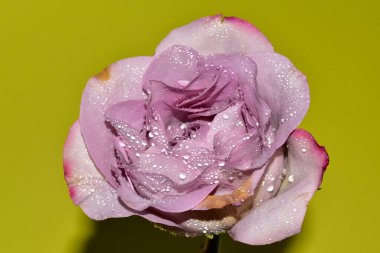 Sarı arkaplandaki güzel gül çiçeğinin yakın görüntüsü