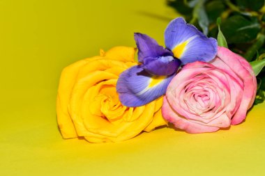 Güzel gül çiçeklerinin ve sarı arkaplandaki zambak manzarasını kapat.