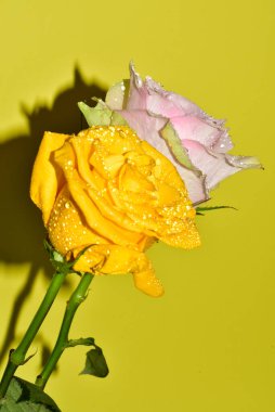 Sarı arka plandaki güzel güllerin manzarasını kapat.