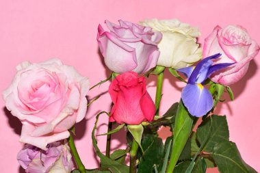 Pembe arka planda güzel güllerin ve iris çiçeklerinin manzarasını kapat.