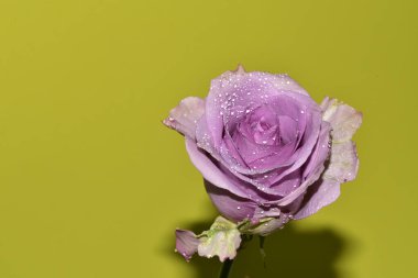 Sarı arkaplandaki güzel gül çiçeğinin yakın görüntüsü