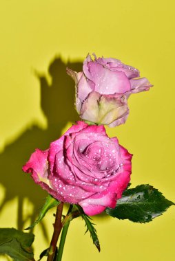 Sarı arka plandaki güzel güllerin manzarasını kapat.