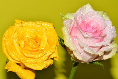 Sarı arka plandaki güzel güllerin manzarasını kapat.