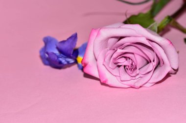 Pembe arka planda harika bir gül ve mor göz.