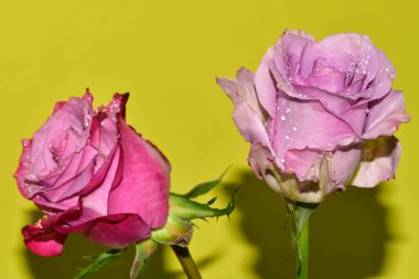 Sarı arka plandaki güzel güllerin manzarasını kapat.