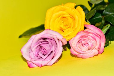 Sarı arka plandaki güzel güllerin manzarasını kapat.