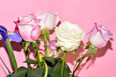 Pembe arka planda güzel güllerin ve iris çiçeklerinin manzarasını kapat.