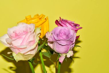 Sarı arka plandaki güzel güllerin manzarasını kapat.