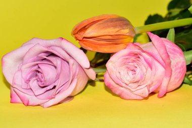 Açık yeşil arka planda güzel gül ve lale çiçeklerinin yakın plan çekimi.