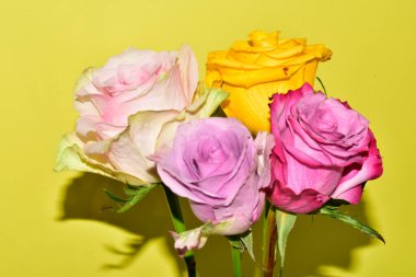 Sarı arka plandaki güzel güllerin manzarasını kapat.