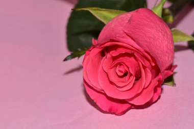 Pembe arka plandaki güzel gül çiçeğinin yakın görüntüsü