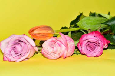 Açık yeşil arka planda güzel gül ve lale çiçeklerinin yakın plan çekimi.