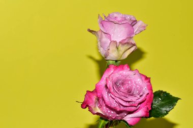 Sarı arka plandaki güzel güllerin manzarasını kapat.