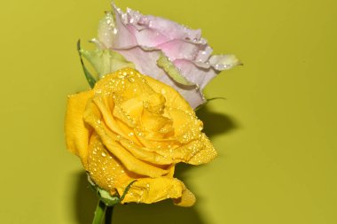 Sarı arka plandaki güzel güllerin manzarasını kapat.