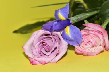 Güzel gül çiçeklerinin ve sarı arkaplandaki zambak manzarasını kapat.