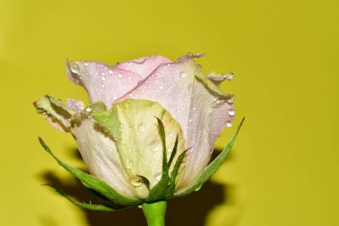 Sarı arkaplandaki güzel gül çiçeğinin yakın görüntüsü