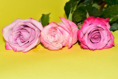 Sarı arka plandaki güzel güllerin manzarasını kapat.