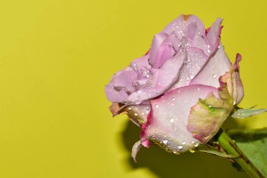 Sarı arkaplandaki güzel gül çiçeğinin yakın görüntüsü