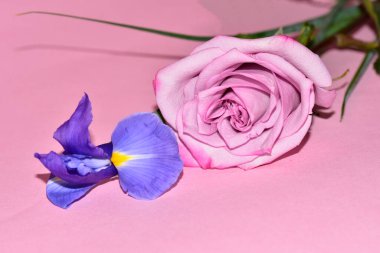Pembe arka planda harika bir gül ve mor göz.