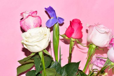 Pembe arka planda güzel güllerin ve iris çiçeklerinin manzarasını kapat.